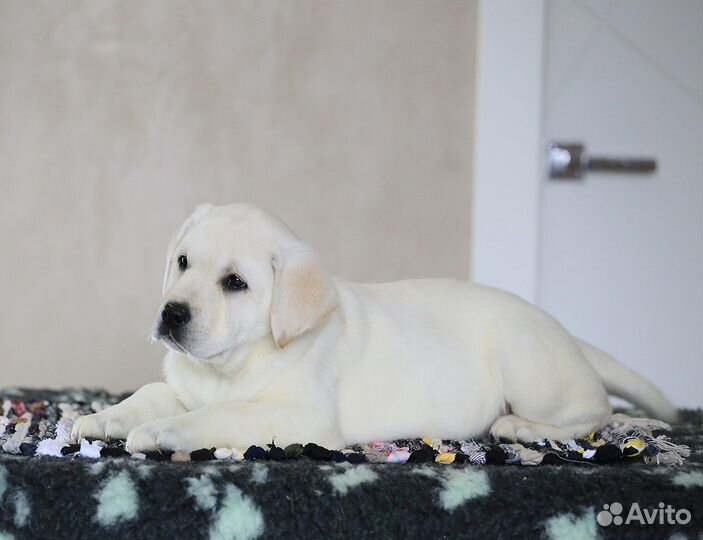 Лабрадора щенки от чемпионов