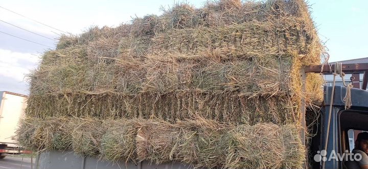 Сено суданка