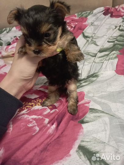 Йоркширский терьер мини