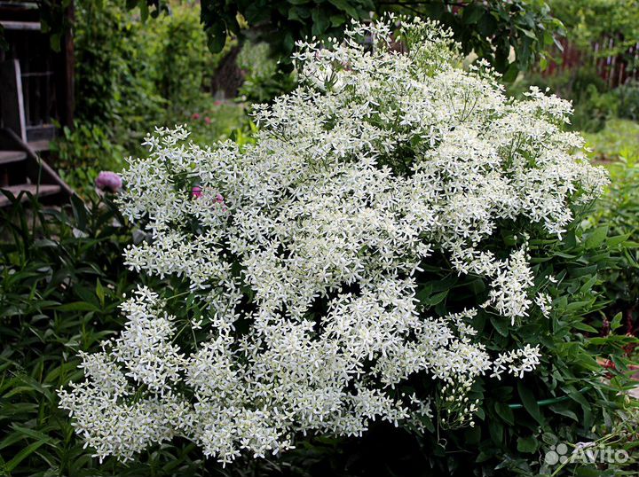 Клематис жгучий