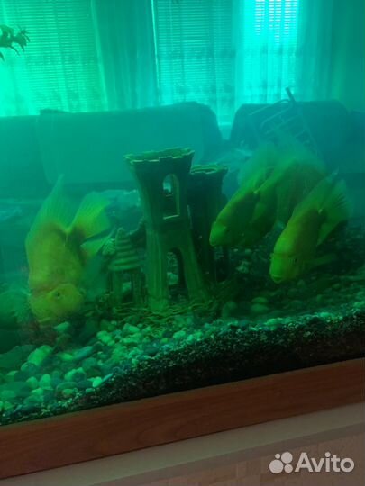 Аквариум с рыбками