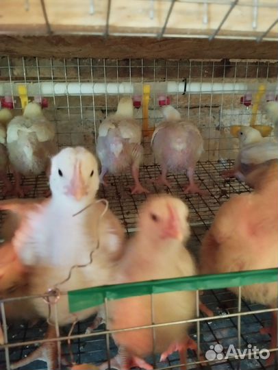 Цыплята в наличии бройлеры кобб 500