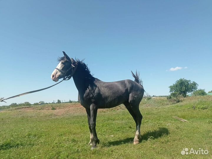 Жеребец орловский рысак