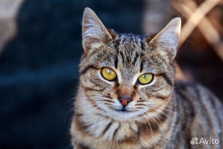 Котик ищет дом