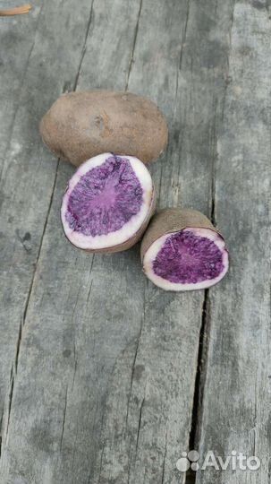 На посадку картошка фиолетовая