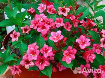 Цветущие кустарники