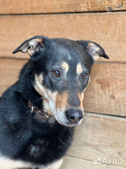 Молодой пес ищет хозяина