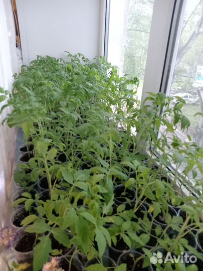 Рассада помидор