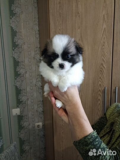 Щенки пекинеса