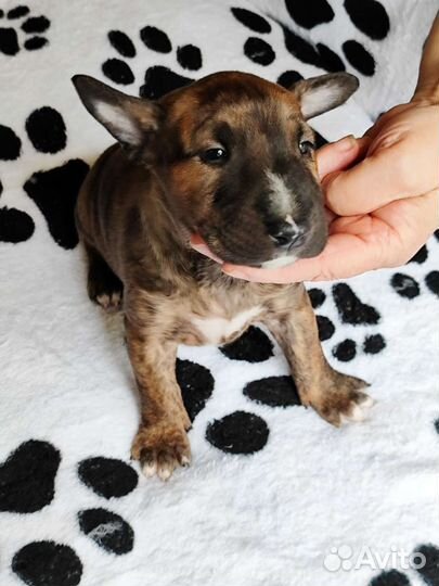 Щенки стандартного бультерьера