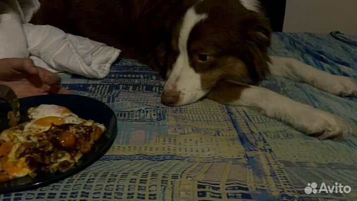 Аусси в добрые руки