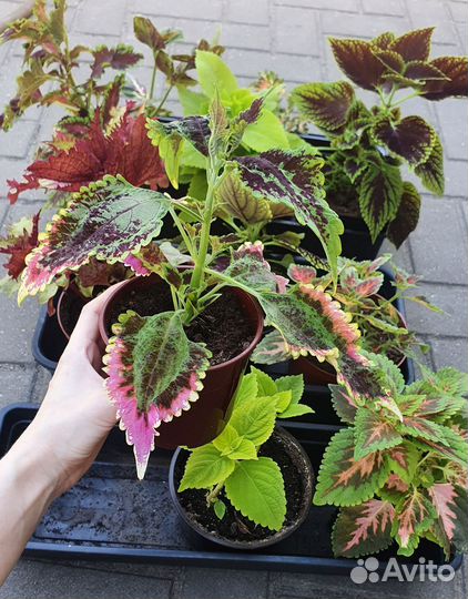 Колеус в ассортименте