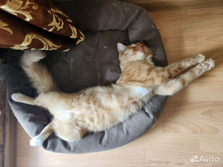 Отдам в добрые руки