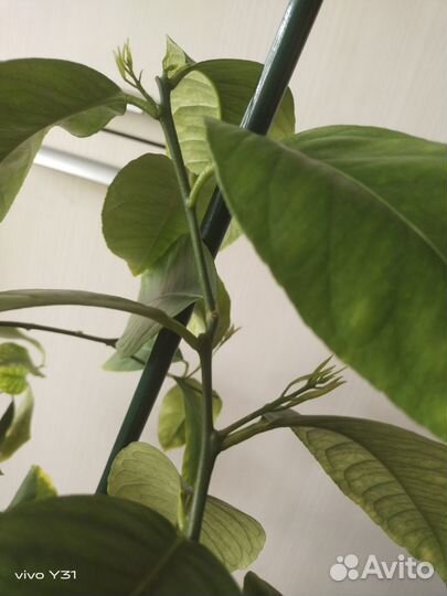 Лимон Лунарио