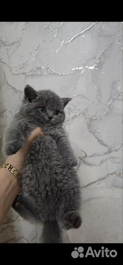 Котята 1.5 мес девочки