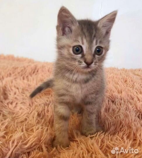 Кошечка в добрые руки