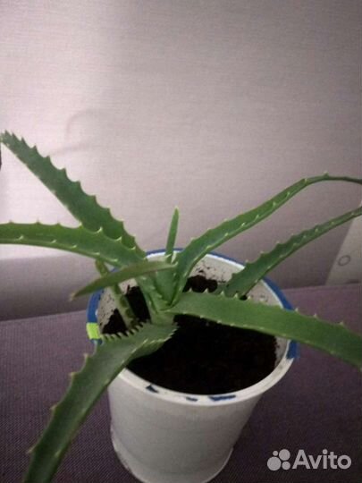 Алоэ столетник