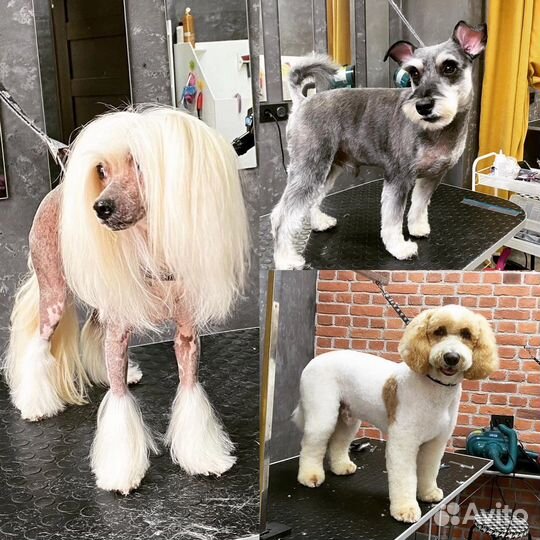 Грумер стрижка собак, обучение