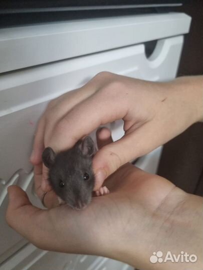 Декоративные крысята