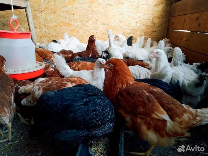 Куры молодки