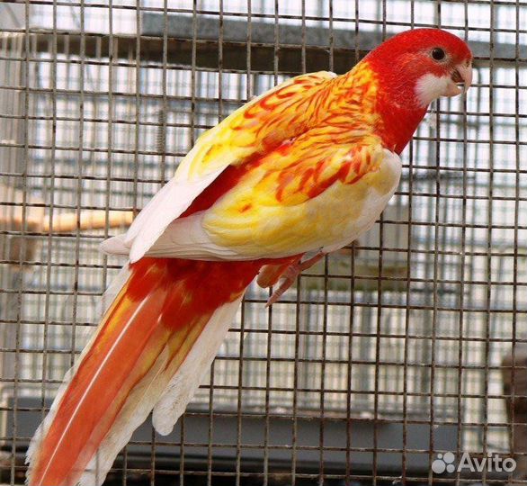 Попугай розелла