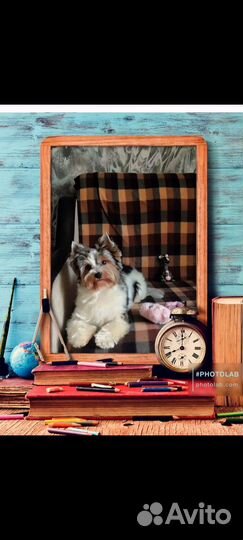 Вязка собак