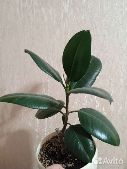 Фикус каучуконосный