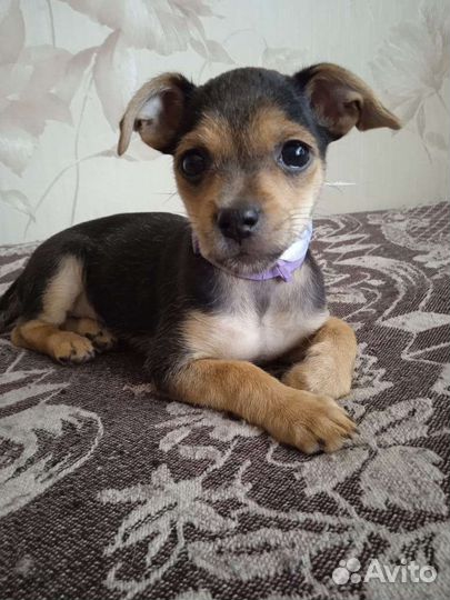 Чихуахуа Той-терьеры карликовые пинчеры Доставка