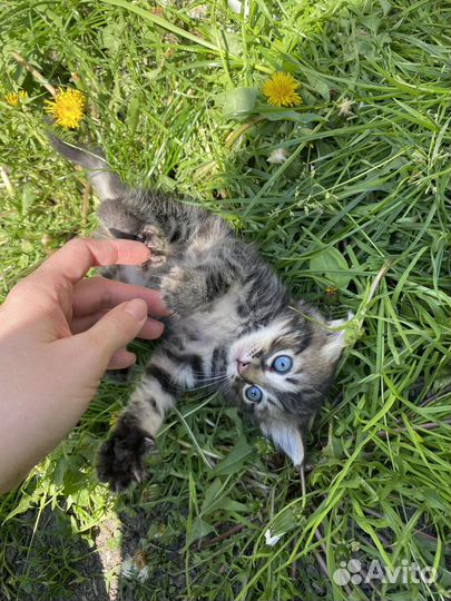 Котята бесплатно