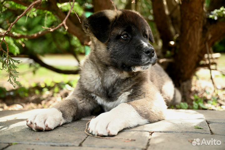 Американская акита