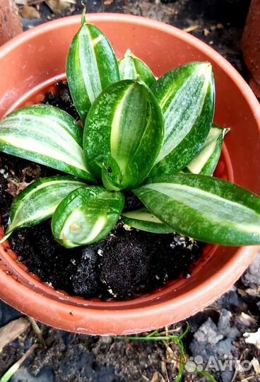 Сансивиерия