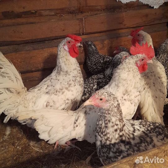 Петухи Пушкинской породы