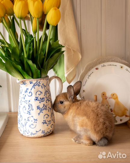 Козлёнок олененок в аренду для фото и праздника