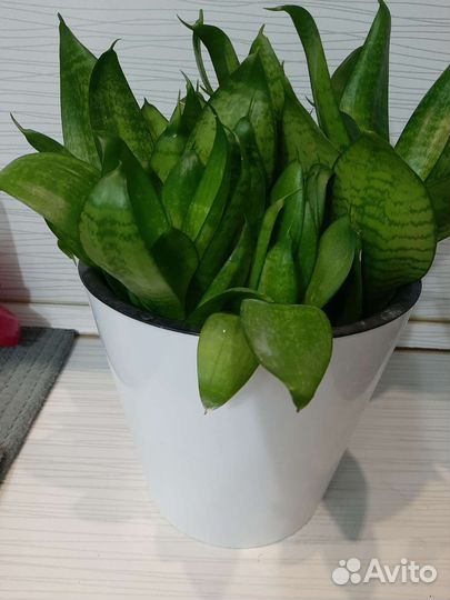 Сансевиерия