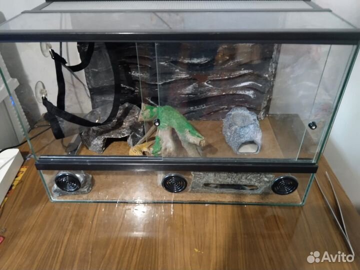 Гекон эублефар