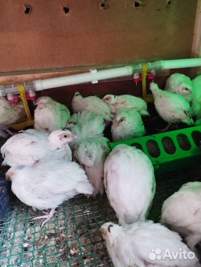 Перепела продажа