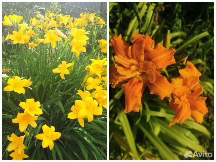 Лилейники,Хризантемы,Гортензия,Монарда и др