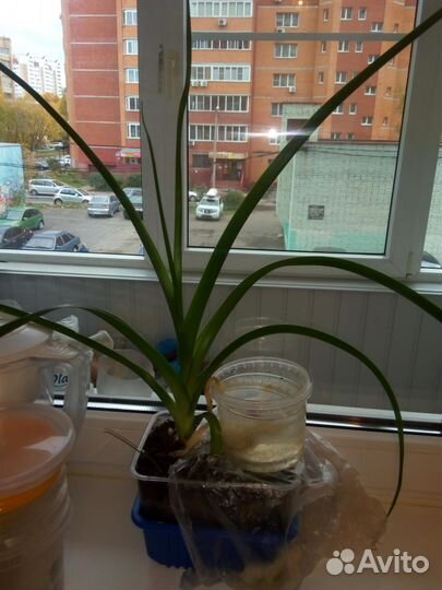 Лечебный лук индийский