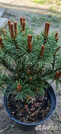 Ели, сосны, лиственницы,туи, можжевельники и т.д