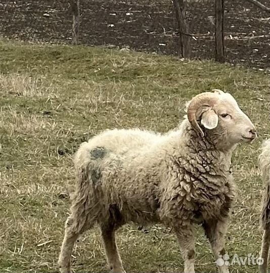 Бараны (кой)