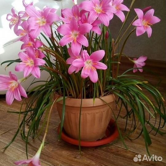 Зеферантес