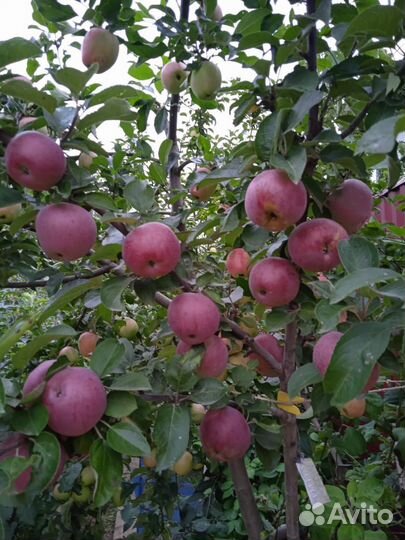 Саженцы привитые