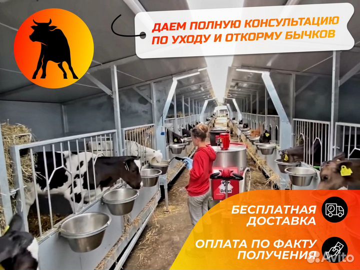 Телята для откорма