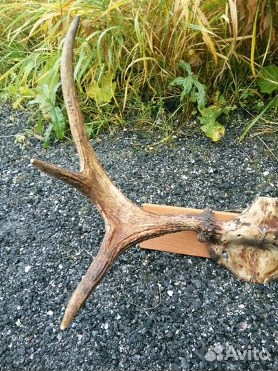 Продам рога лося