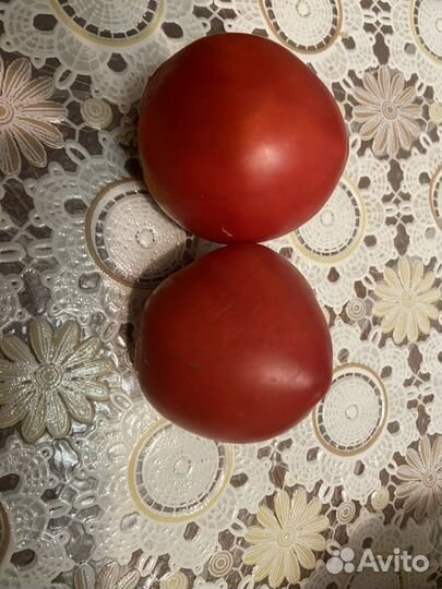 Рассада помидор и перцев