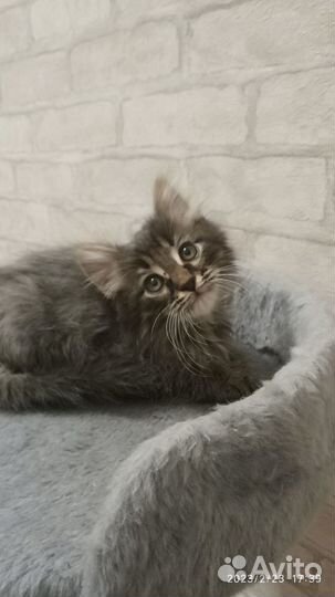 Продать котя