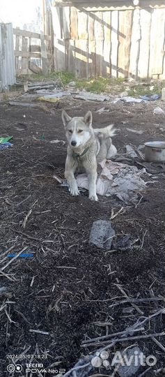 Западно сибирская лайка