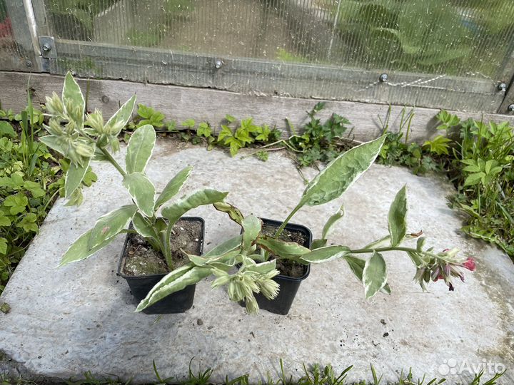 Растения для сада