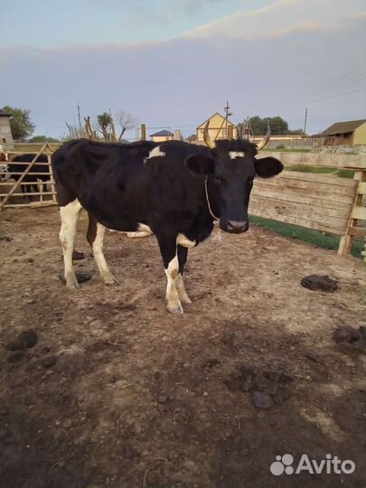 Корова и козы