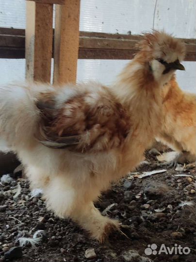 Петушки китайские шелковые